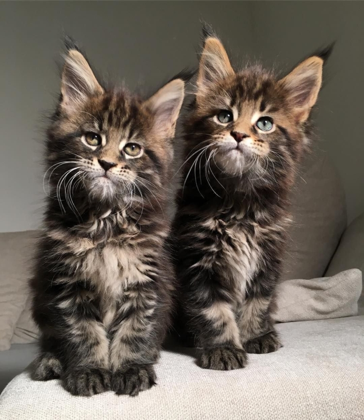 Мейн кун и Сибирская кошка