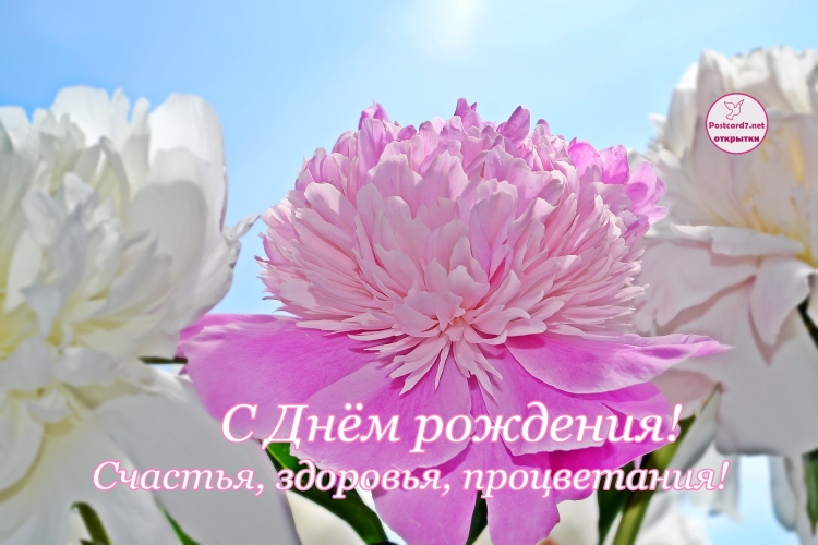 Поздравительная открытка с пионами с днём рождения