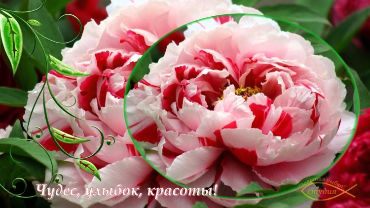 Леночка с днём рождения пионв