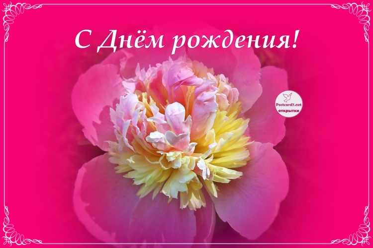 Пионы для Оксаны с юбилеем
