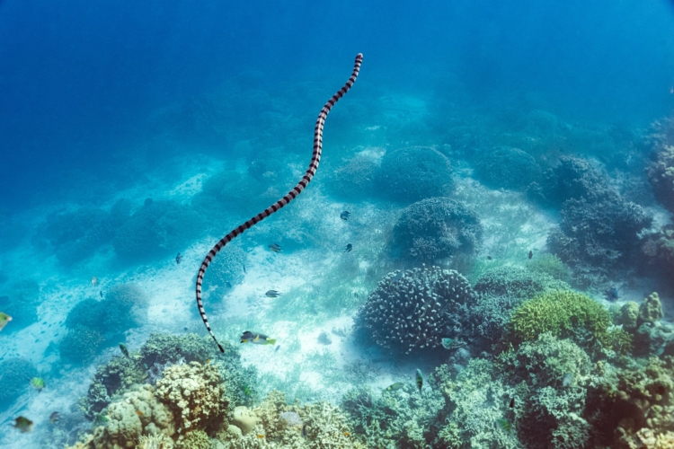 Полосатая змея в красном море
