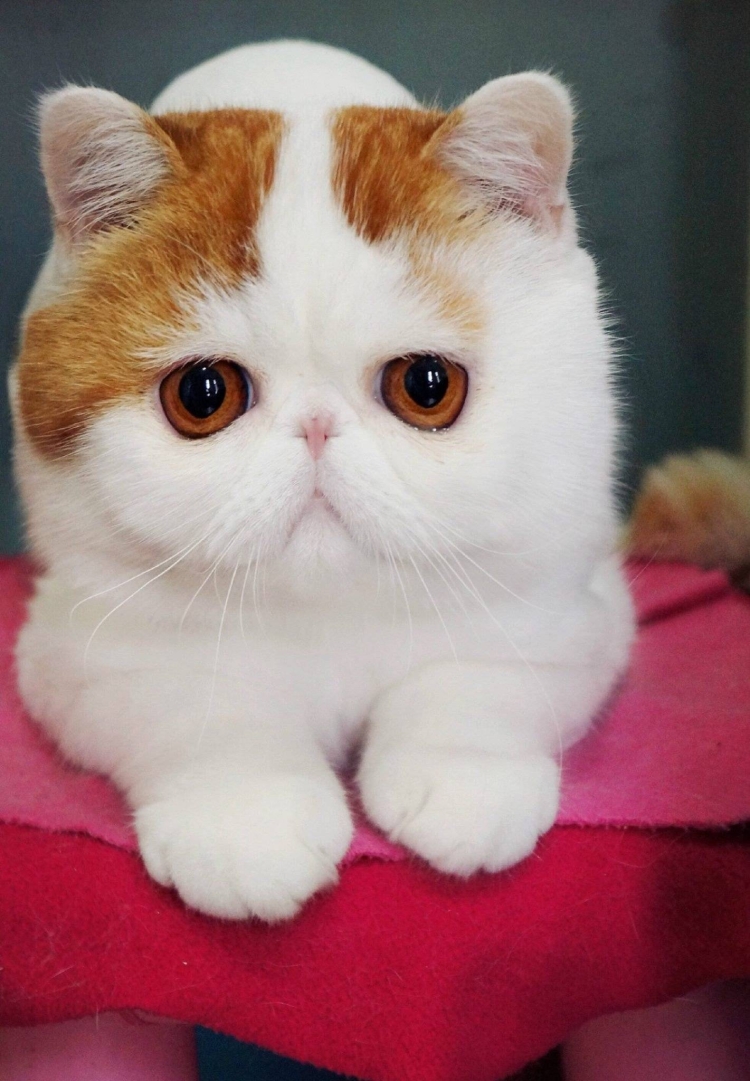 Корейская короткошерстная кошка