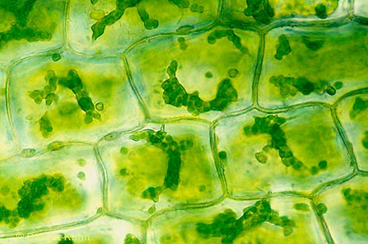 Зеленый лист под микроскопом