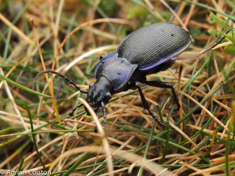 Жужелицы Coleoptera, Carabidae