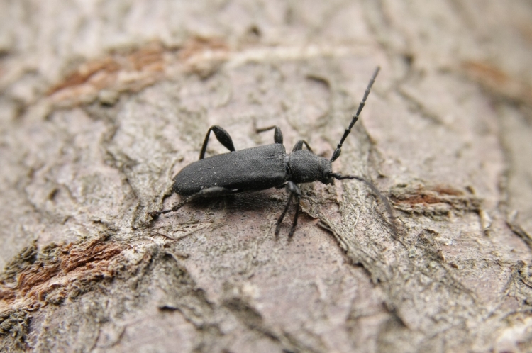 Жук усач Moechotypa diphysis
