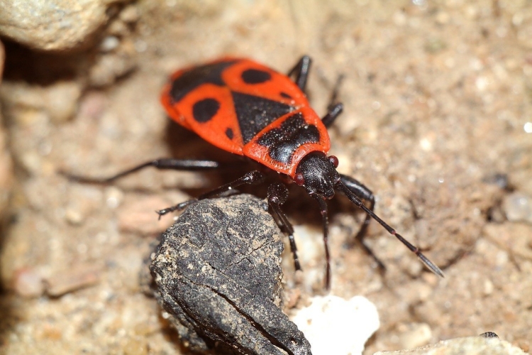 Клоп-солдатик – Pyrrhocoris apterus