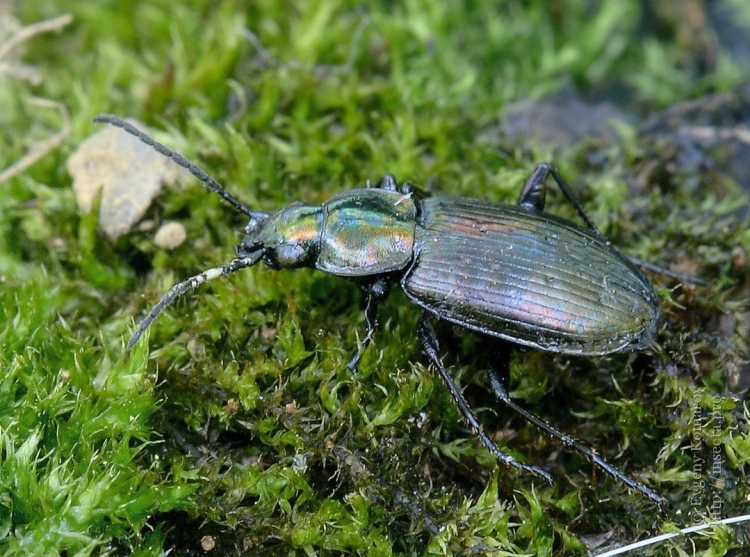 Agonum ericeti