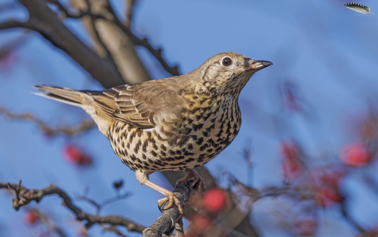 Дрозд-деряба (turdus viscivorus)