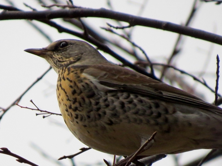 Turdus pilaris