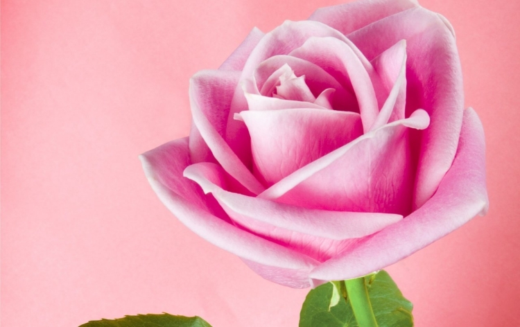 Розовые розы