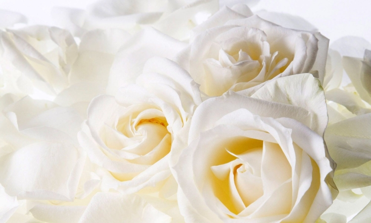 Роза на белом фоне