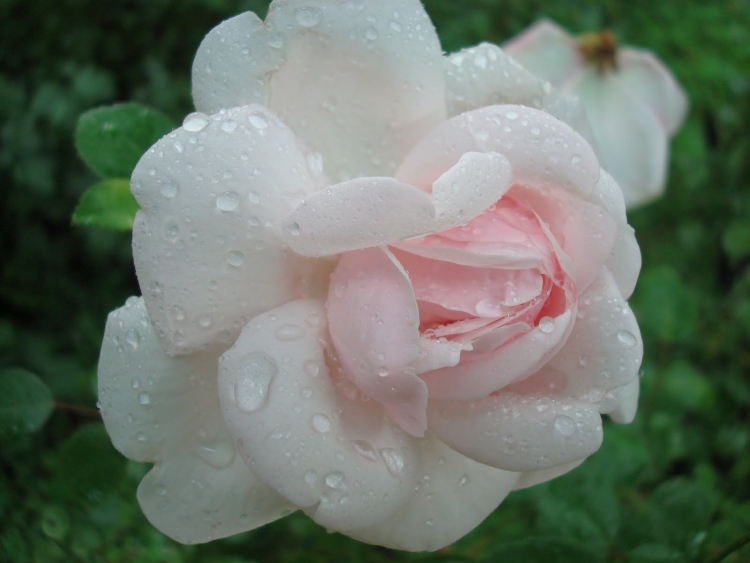 Мария Алексеевна с днем рождения