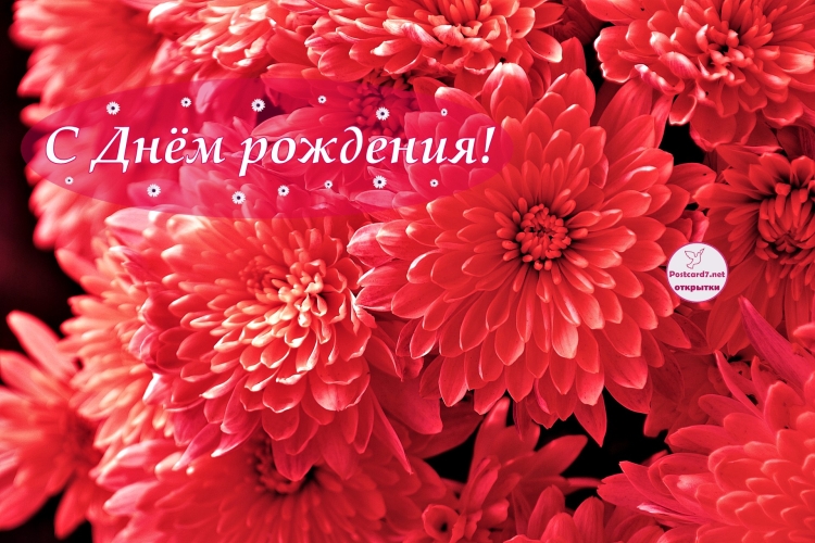 С днём рождения женщине открытки с хризантемами красивые