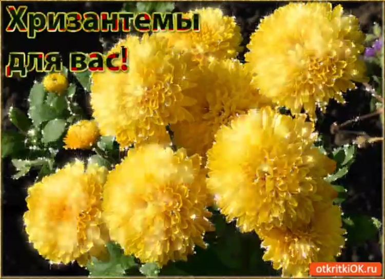 С днём рождения желтые хризантемы