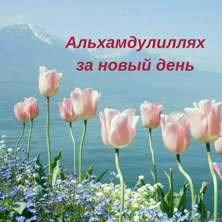 Исламские пожелания доброго дня