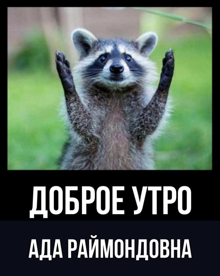 Доброе утро енот