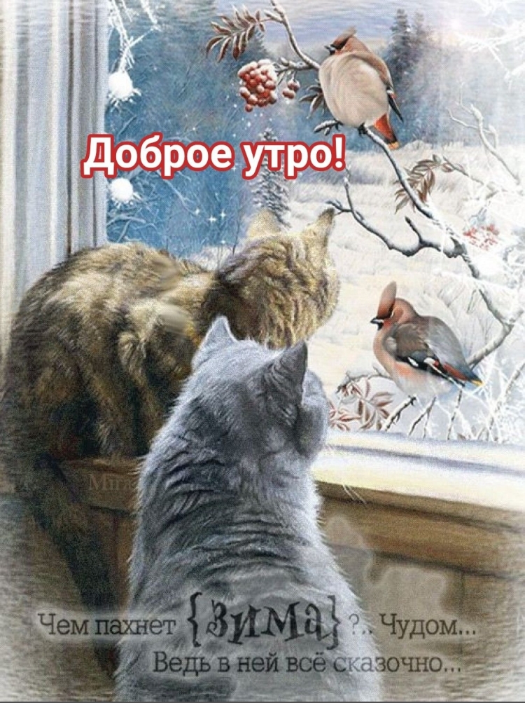 Доброе утро зима кот