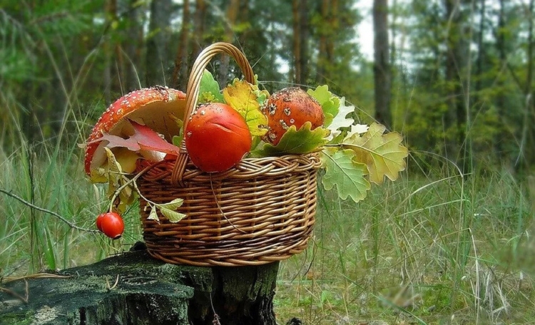 Корзина с грибами и ягодами