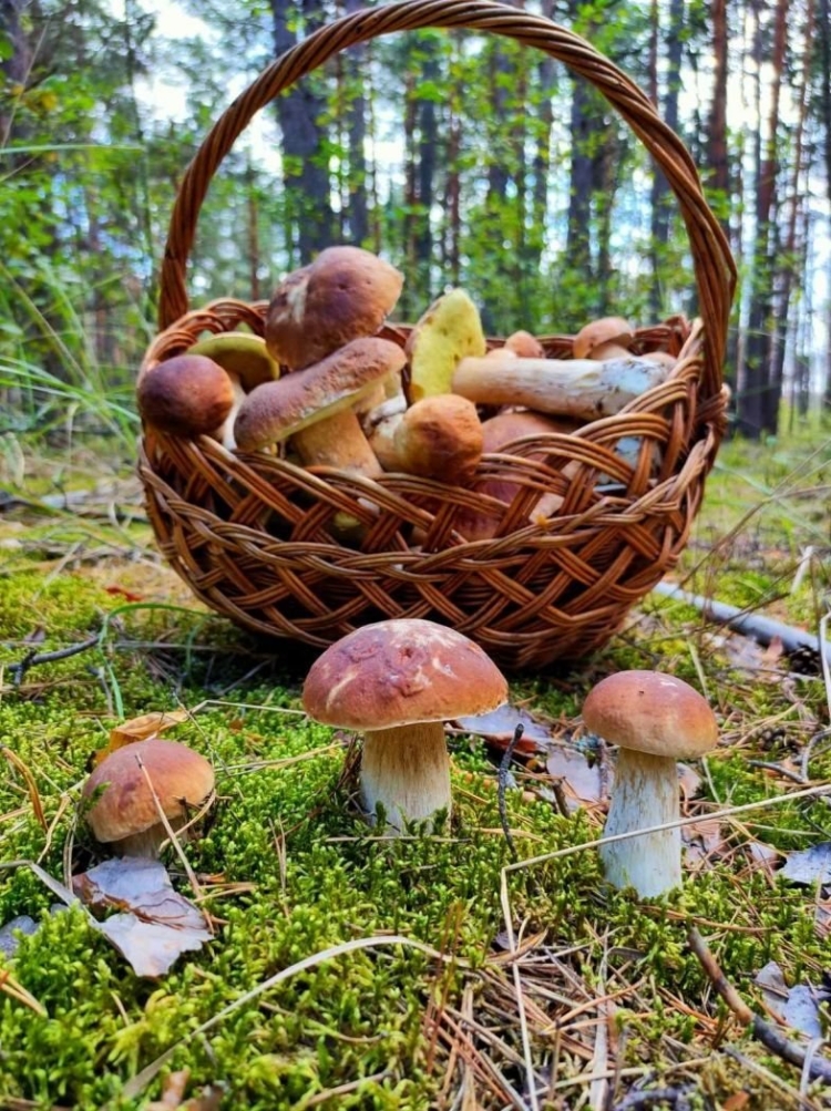 Лесные опята грибник