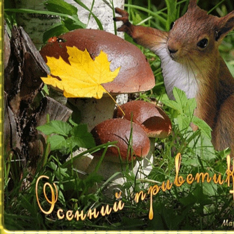 Открытки осенний приветик