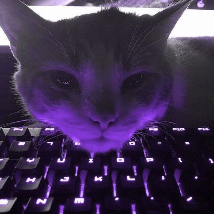 Котик на клаве