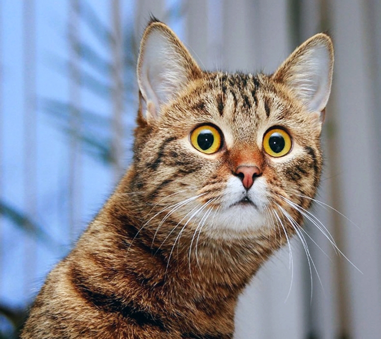 Удивленные морды котов