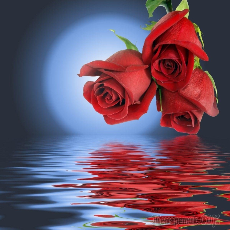 Красные розы отражение в воде
