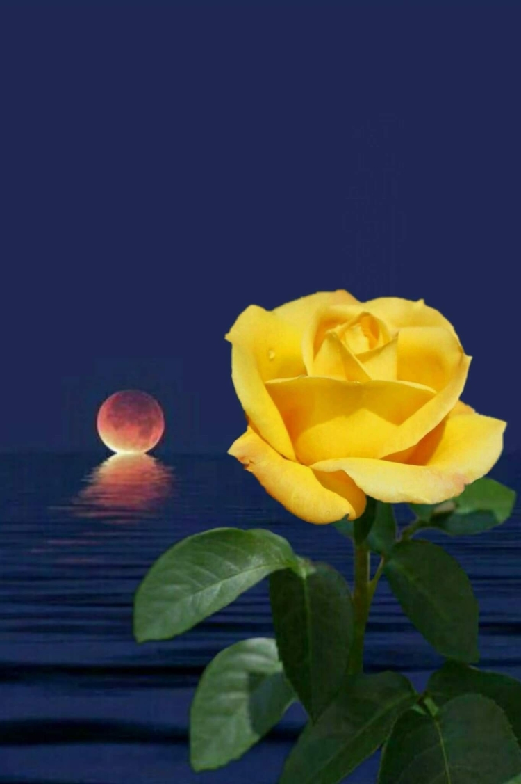 Желтые розы