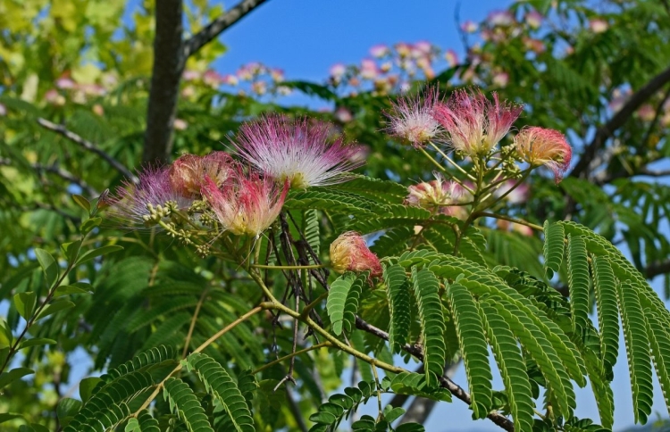 Цветущие деревья абхазии
