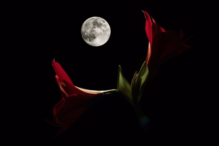 Ночь луна цветок картинки