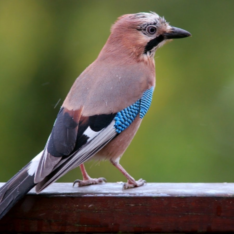 Сойка garrulus glandarius