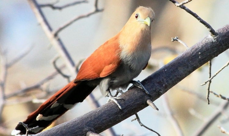 Piaya cayana