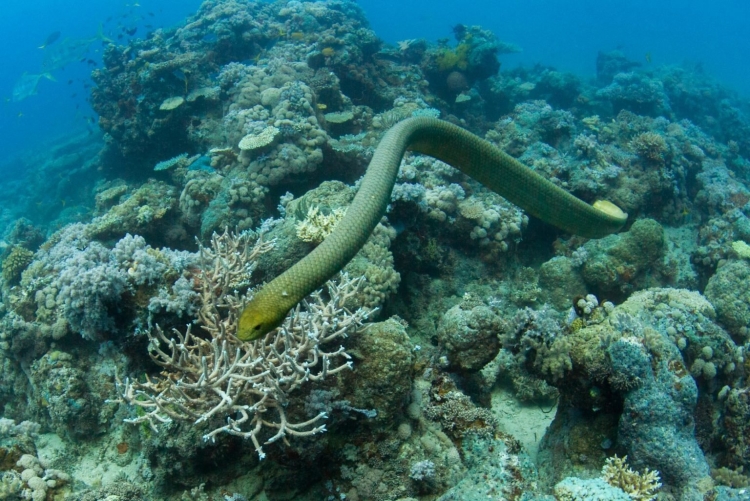 Морские змеи красного моря