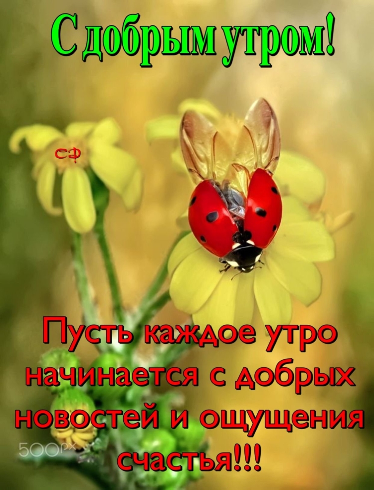 С добрым утром