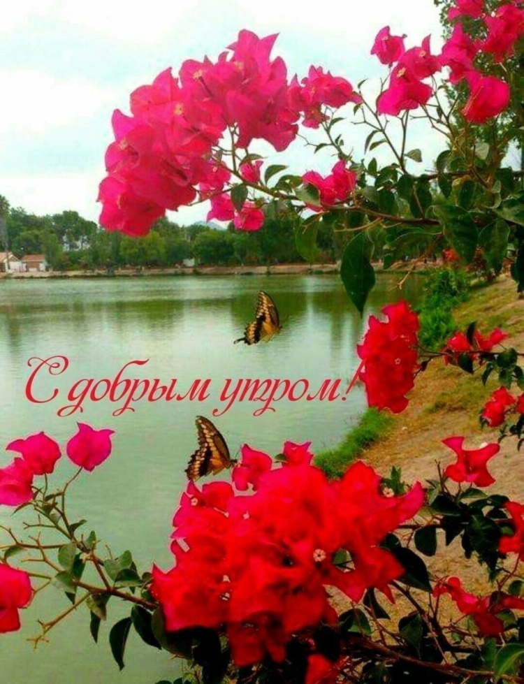 Открытки с добрым утром с маками
