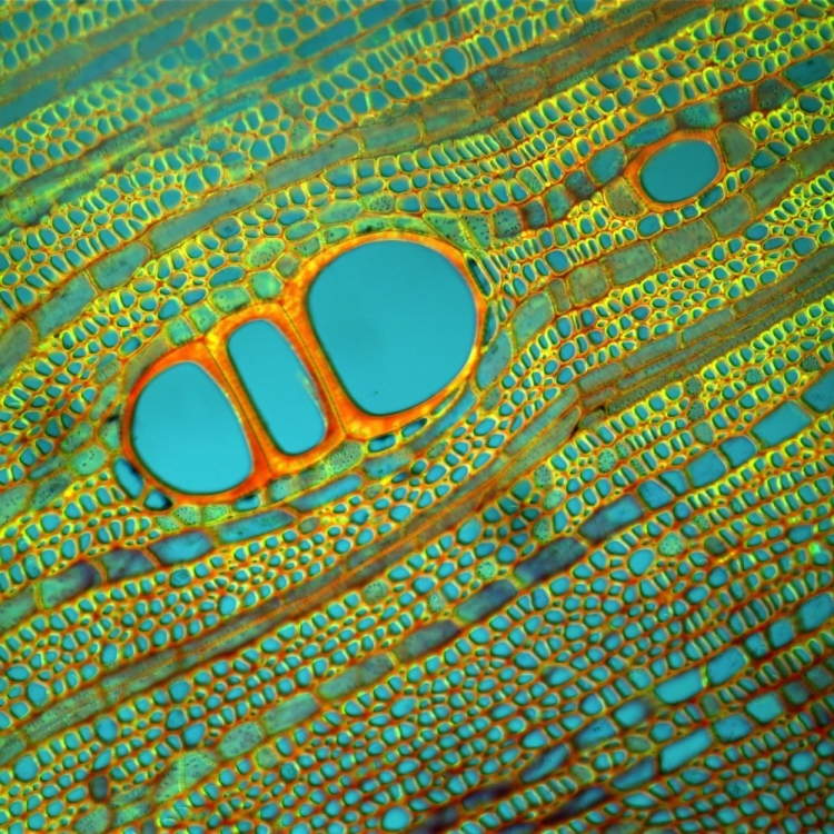 Лист дерева под микроскопом