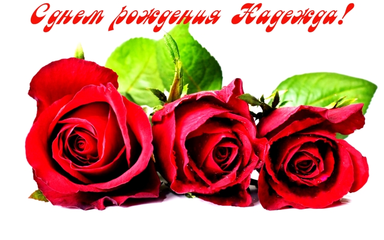 Розы для Надюшки