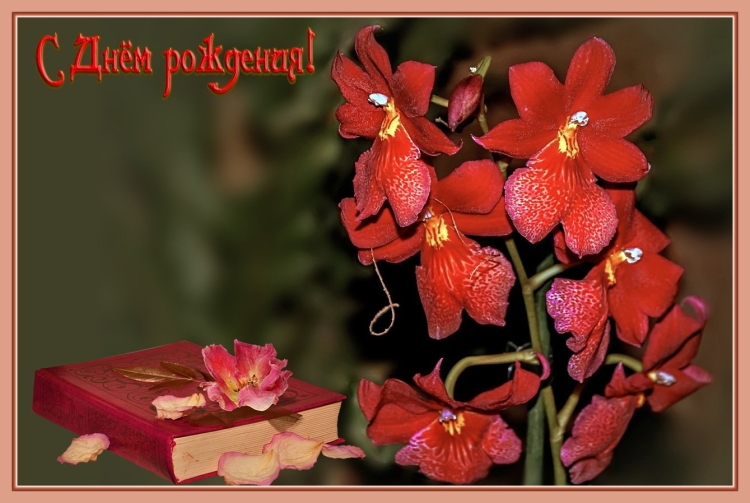 С днём рождения Верояка