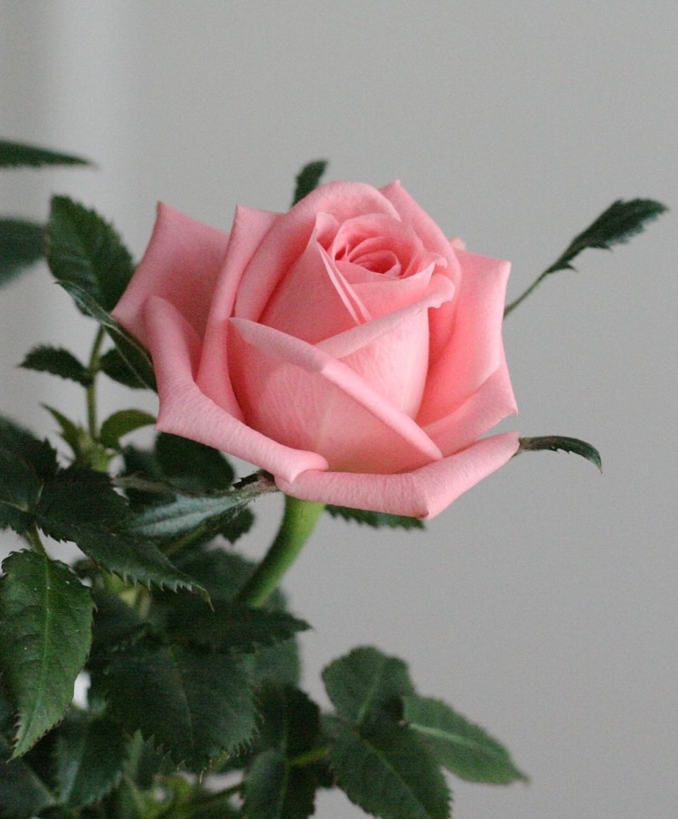 Цветы для Виктории на день рождения