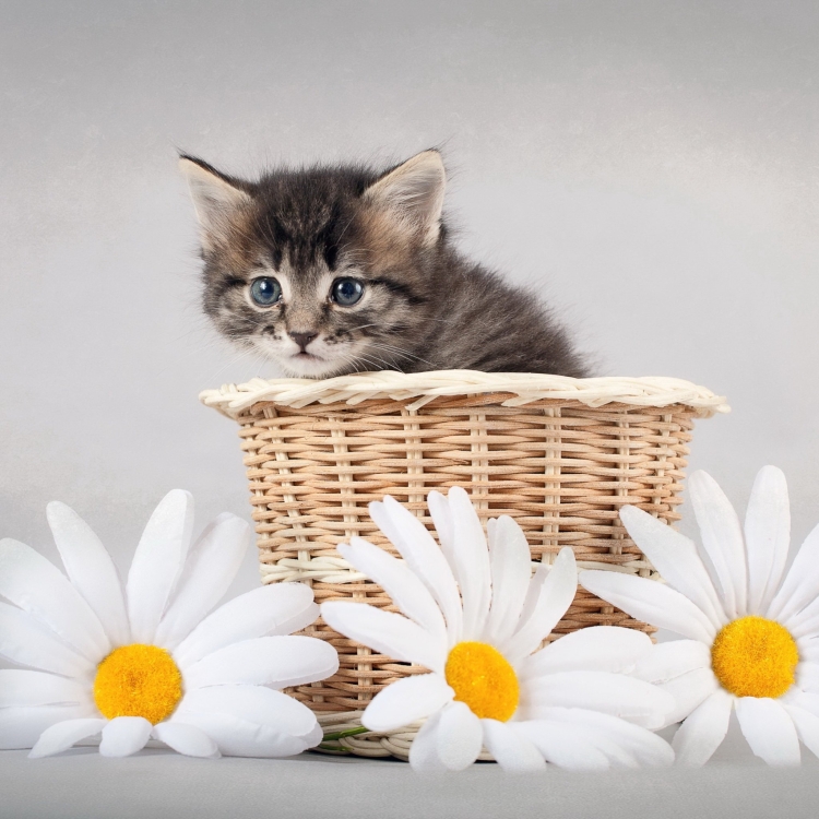 Котенок в ромашках