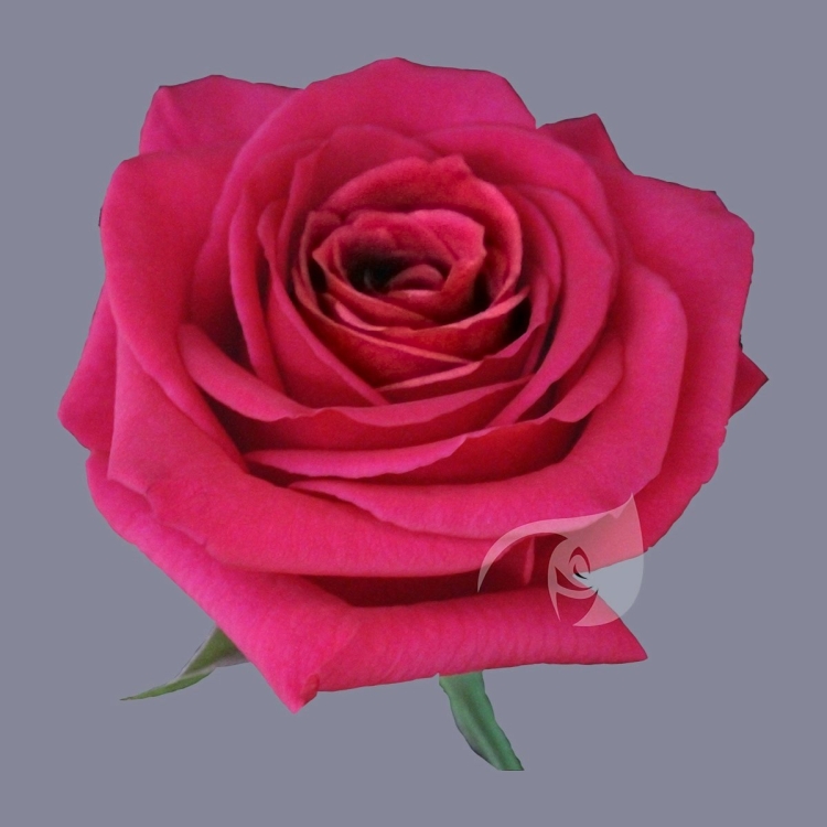 Роза фул мунти
