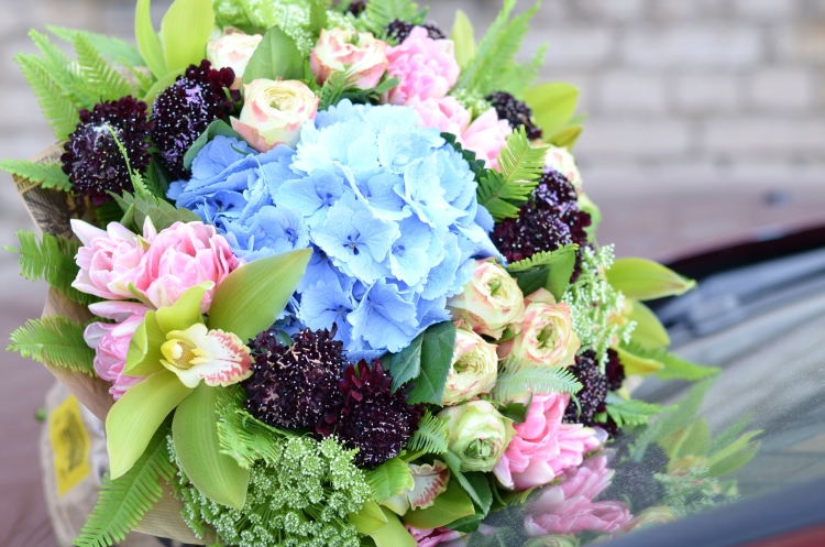 Гортензия брасика