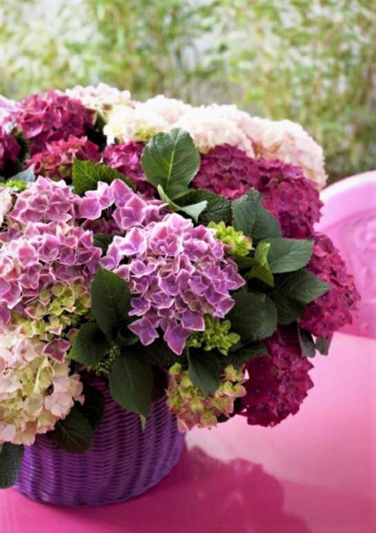 Цветы гортензия букет