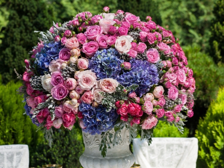 Гортензия Садовая метельчатая