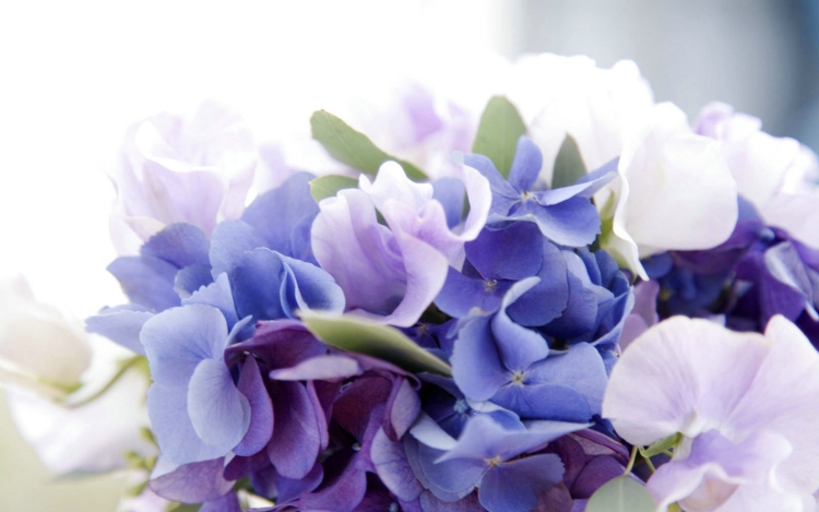 Нежно сиреневая гортензия