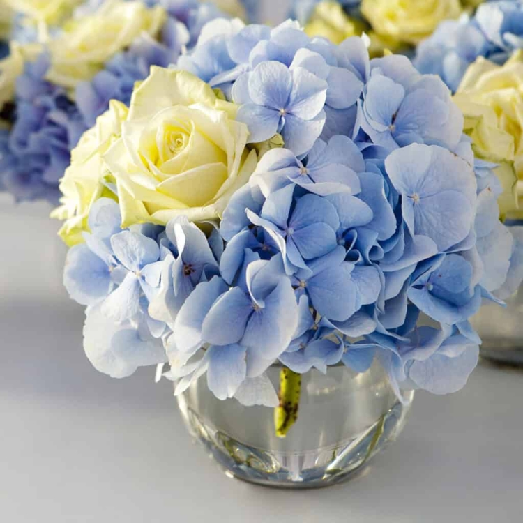 Гортензия гидрангея голубая