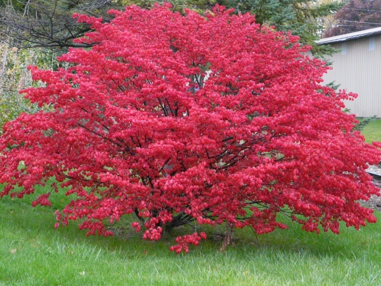 Дерево буш красный
