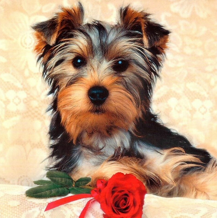 С днем рождения Йоркширский терьер