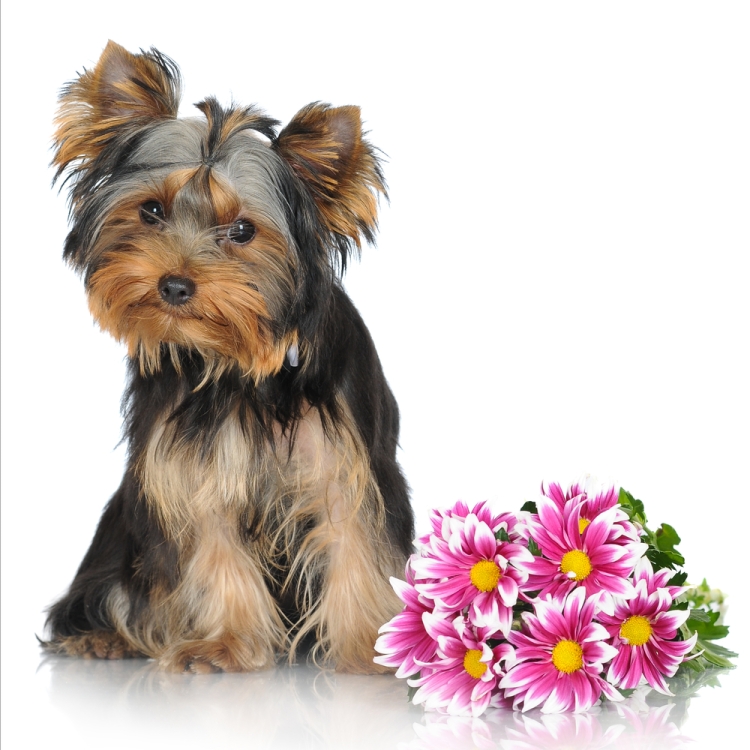 Йорк терьер с цветочком