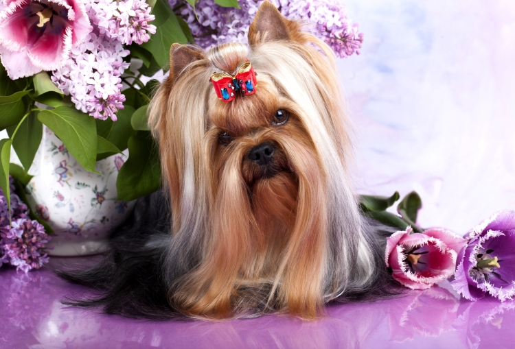 Королевский Йоркширский терьер